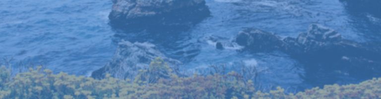 les effets des pollutions aux hydrocarbures sur l'environnement